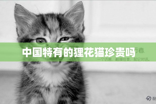 中國特有的貍花貓珍貴嗎