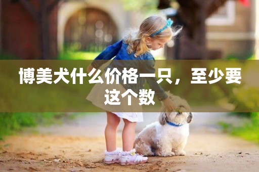 博美犬什么價格一只，至少要這個數