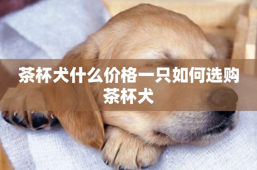 茶杯犬什么價格一只如何選購茶杯犬