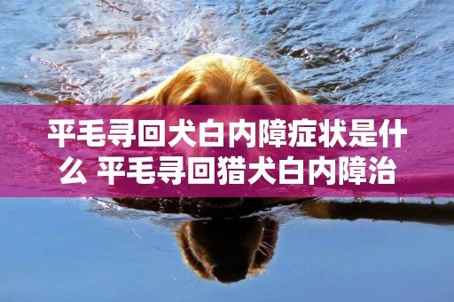 平毛尋回犬白內障癥狀是什么 平毛尋回獵犬白內障治療方法