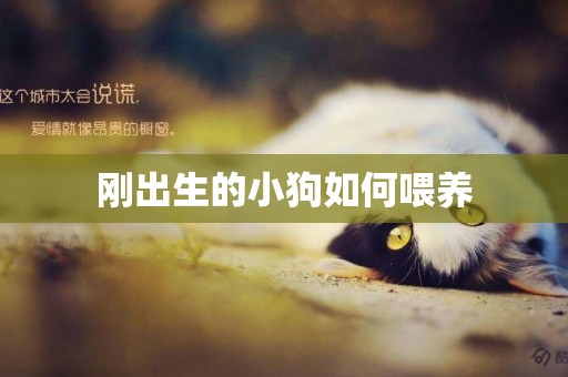 剛出生的小狗如何喂養
