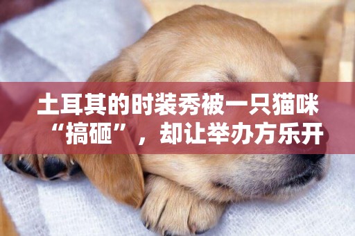 土耳其的時裝秀被一只貓咪“搞砸”，卻讓舉辦方樂開花