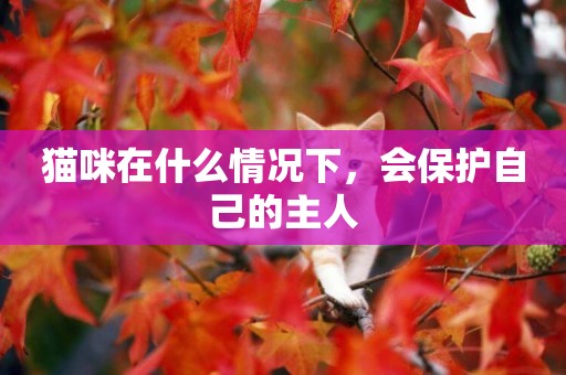 貓咪在什么情況下，會保護自己的主人