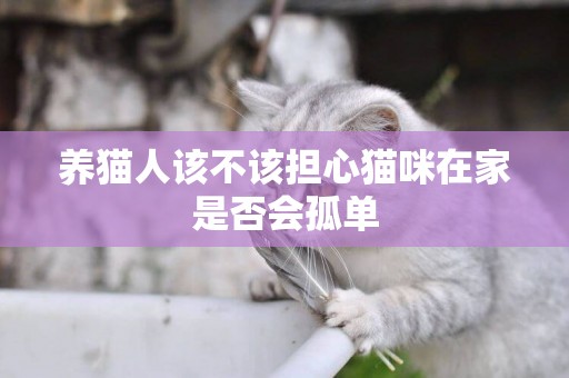 養貓人該不該擔心貓咪在家是否會孤單