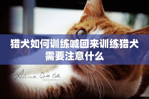 獵犬如何訓練喊回來訓練獵犬需要注意什么