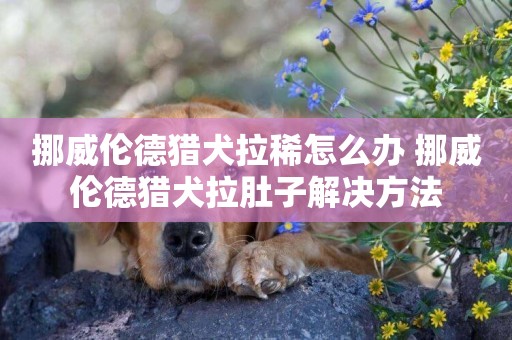 挪威倫德獵犬拉稀怎么辦 挪威倫德獵犬拉肚子解決方法