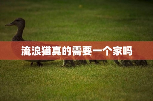 流浪貓真的需要一個家嗎