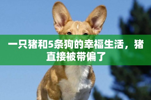 一只豬和5條狗的幸福生活，豬直接被帶偏了
