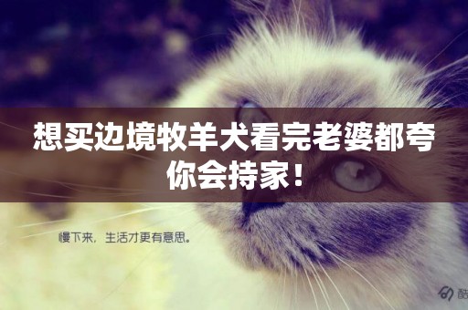 想買邊境牧羊犬看完老婆都夸你會持家！