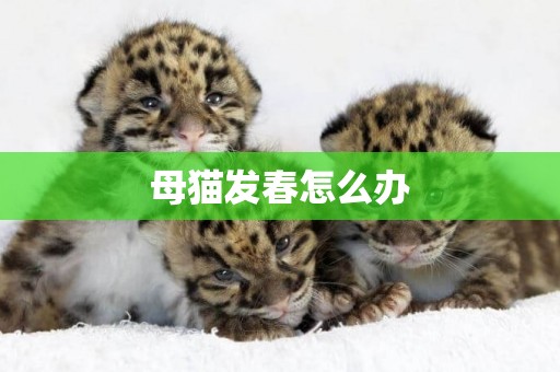 母貓發春怎么辦