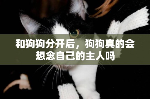 和狗狗分開后，狗狗真的會想念自己的主人嗎