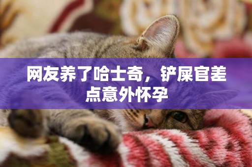 網友養了哈士奇，鏟屎官差點意外懷孕