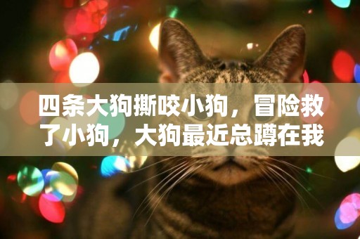 四條大狗撕咬小狗，冒險救了小狗，大狗最近總蹲在我家門口，怎么