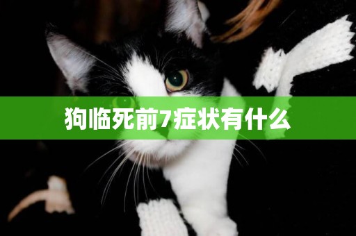 狗臨死前7癥狀有什么