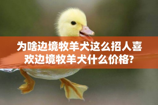 為啥邊境牧羊犬這么招人喜歡邊境牧羊犬什么價格?