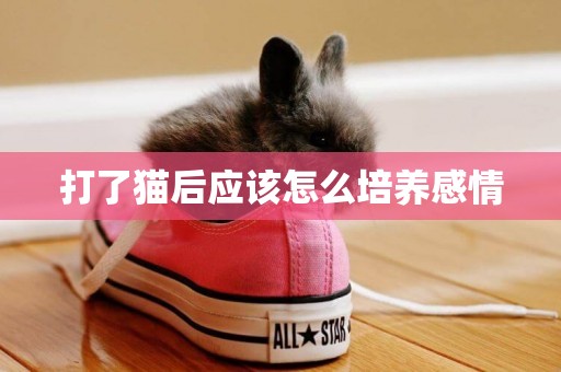 打了貓后應該怎么培養感情