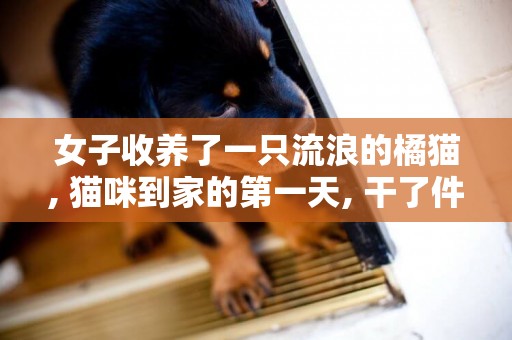 女子收養了一只流浪的橘貓, 貓咪到家的第一天, 干了件大事