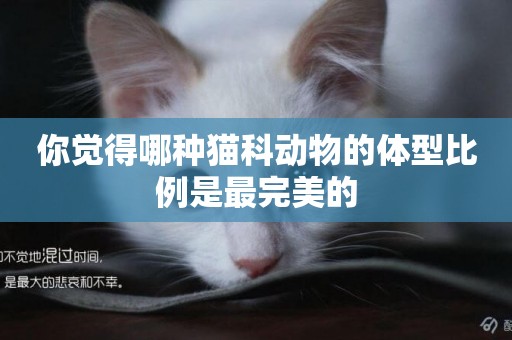你覺得哪種貓科動物的體型比例是最完美的