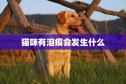 貓咪有淚痕會發生什么