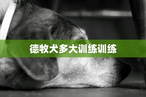 德牧犬多大訓練訓練
