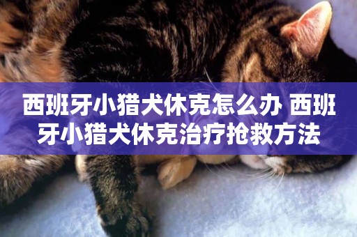 西班牙小獵犬休克怎么辦 西班牙小獵犬休克治療搶救方法