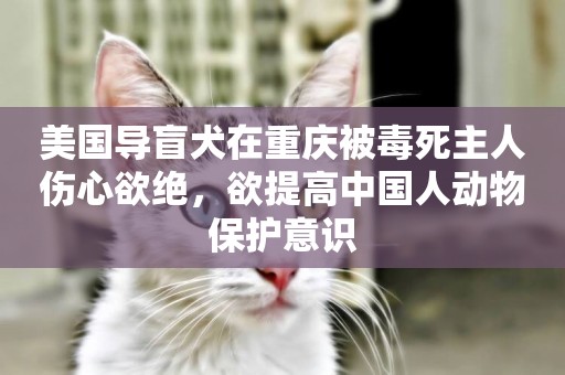 美國導盲犬在重慶被毒死主人傷心欲絕，欲提高中國人動物保護意識