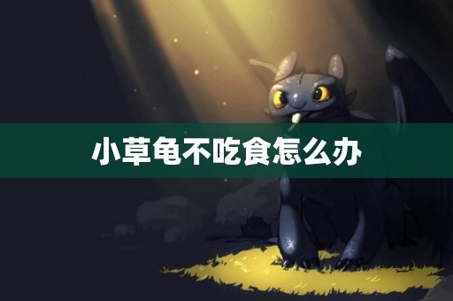 小草龜不吃食怎么辦