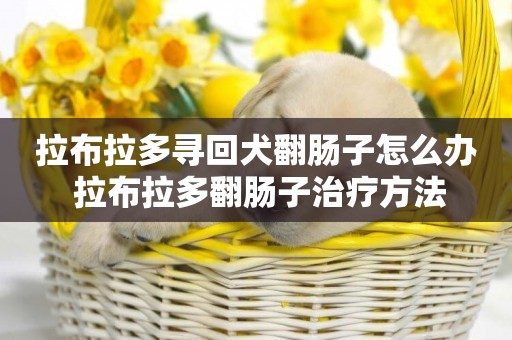 拉布拉多尋回犬翻腸子怎么辦 拉布拉多翻腸子治療方法