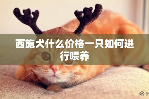 西施犬什么價格一只如何進行喂養