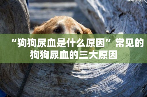 “狗狗尿血是什么原因”常見的狗狗尿血的三大原因