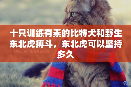 十只訓練有素的比特犬和野生東北虎搏斗，東北虎可以堅持多久