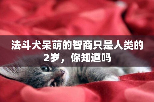 法斗犬呆萌的智商只是人類的2歲，你知道嗎