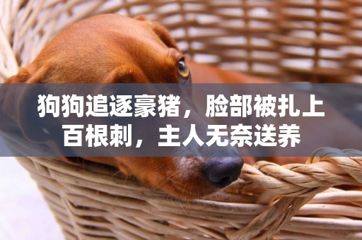 狗狗追逐豪豬，臉部被扎上百根刺，主人無奈送養