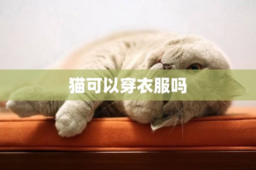 貓可以穿衣服嗎