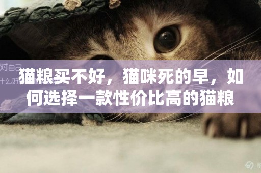 貓糧買不好，貓咪死的早，如何選擇一款性價比高的貓糧