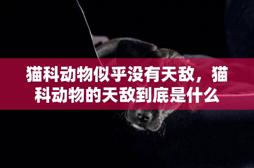 貓科動物似乎沒有天敵，貓科動物的天敵到底是什么