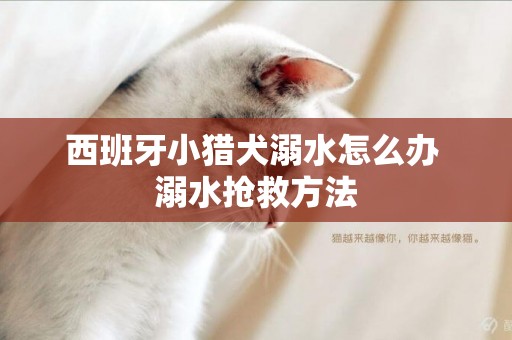 西班牙小獵犬溺水怎么辦 溺水搶救方法