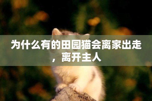 為什么有的田園貓會離家出走，離開主人