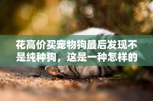 花高價買寵物狗最后發現不是純種狗，這是一種怎樣的體驗