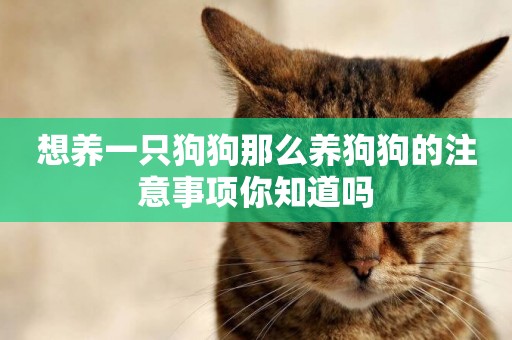 想養一只狗狗那么養狗狗的注意事項你知道嗎