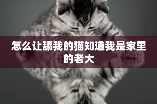 怎么讓舔我的貓知道我是家里的老大