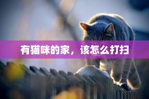 有貓咪的家，該怎么打掃