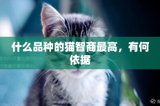 什么品種的貓智商最高，有何依據