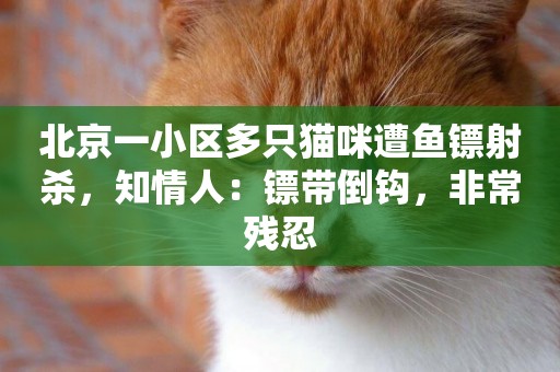 北京一小區多只貓咪遭魚鏢射殺，知情人：鏢帶倒鉤，非常殘忍