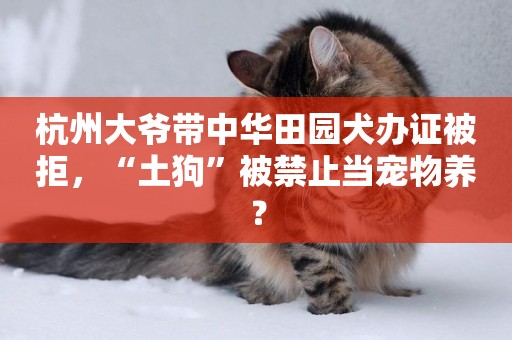 杭州大爺帶中華田園犬辦證被拒，“土狗”被禁止當寵物養？