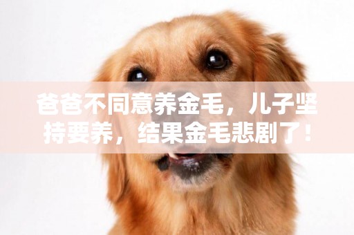爸爸不同意養金毛，兒子堅持要養，結果金毛悲劇了！