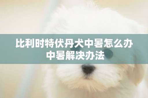 比利時特伏丹犬中暑怎么辦 中暑解決辦法