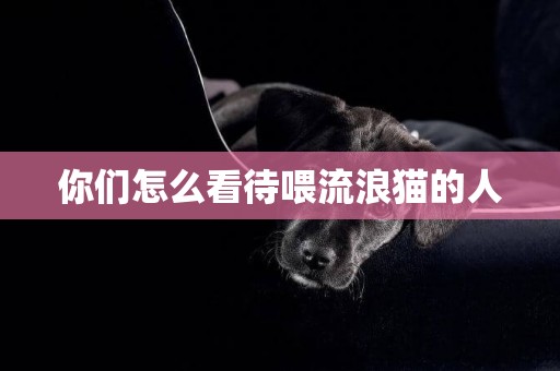 你們怎么看待喂流浪貓的人