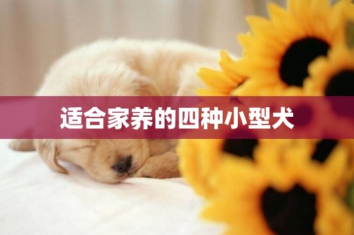適合家養的四種小型犬