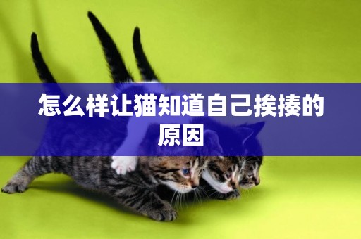 怎么樣讓貓知道自己挨揍的原因